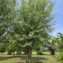 Salix Alba - juni 2026