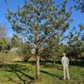 Pinus nigra subsp. Nigra - Foto 3