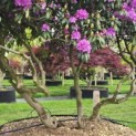 Rhododendron Roseum Elegans - 3