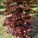 Fagus sylvatica 'Atropunicea' - 3