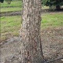 Betula nigra - Foto 3