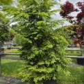 Tsuga canadensis - Foto 2