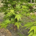 Acer palmatum - Foto 1
