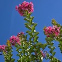 Lagerstroemia indica - Foto 1