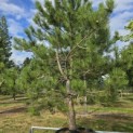 Pinus nigra 'Nigra' - 3