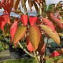 Prunus serrulata 'Ukon' - 2