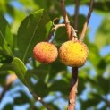 Arbutus unedo - 5