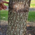 Cedrus libani - 1