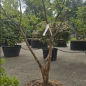 Acer griseum - 2
