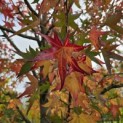 Liquidambar styraciflua 'Stared' - 3