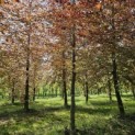 Fagus sylvatica 'Atropunicea' - Foto 5