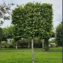 Carpinus betulus - Foto 8