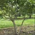 Magnolia 'Susan' - 2