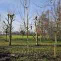 Malus domestica 'Notarisappel' - Foto 2