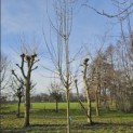 Malus domestica 'Notarisappel' - Foto 3