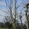 Malus domestica 'Notarisappel' - Foto 1