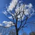 Gymnocladus dioica - 2