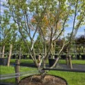 Cornus kousa 'Milky Way' - 1