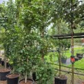 Acer campestre 'Green Column' - 1