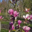 Magnolia 'Lennei' - 2