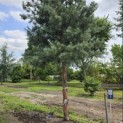 pinus sylvestris 'Glauca' - 2