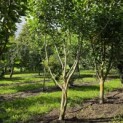 Liriodendron tulipifera 'Aureomarginatum' - 4