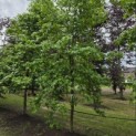 Liquidambar Styraciflua - Foto 2