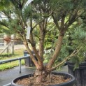 Pinus sylvestris 'Watereri' - Foto 4