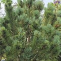 Pinus sylvestris 'Watereri' - Foto 3