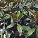 Magnolia grandiflora 'Galissonnière' - 6