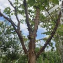 Acer griseum - 4