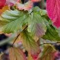 Parrotia persica 'Vanessa' - impressie blad september