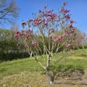 Magnolia 'Susan' - 1