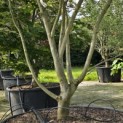 Acer palmatum Masu-kagami - 4