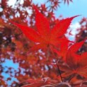 Acer palmatum 'Bloodgood' - Afbeelding 3