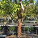 Acer griseum - 1