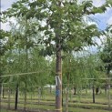 Prunus serrulata 'Shirotae' - Foto 2