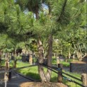 Pinus nigra 'Nigra' - Foto 5