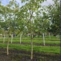 Juglans regia 'Cyril' - Foto 4