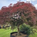 Acer palmatum 'Garnet' - 4