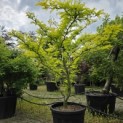 Gleditsia triacanthos ‘Sunburst' - Foto 1