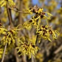 Hamamelis x intermedia 'Arnold Promise' - 2