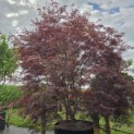 Acer palmatum 'Atrolineare' - 1