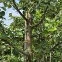 Malus domestica 'Rode Boskoop' - 2
