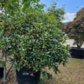Rhododendron 'Cunningham's White' - 2