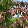 Parrotia persica 'Bella' - Foto 5