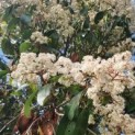 Photinia fraseri 'Red Robin'