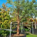 Acer griseum - 2