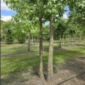 Liquidambar styraciflua - Foto 4