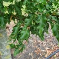 Fagus sylvatica 'Rohan Gold' - Afbeelding 2